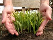 Gardening Photo